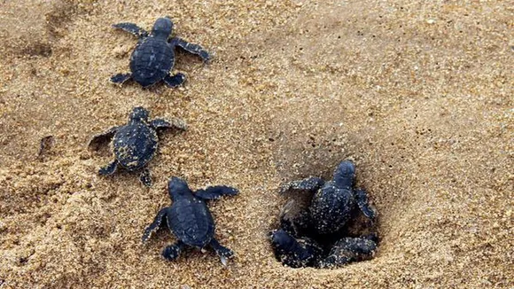 Lakhs of baby Olive Ridley turtles crawl towards sea from Odisha's Gahirmatha beach
