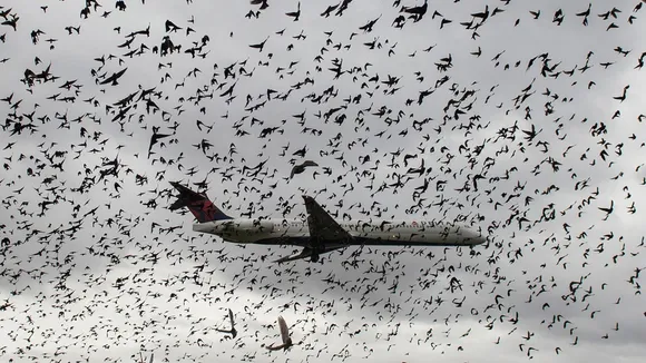 plane collides with a bird