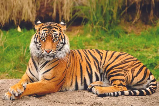 Maintaining viable tiger population, balancing development India's goal for next 50 years