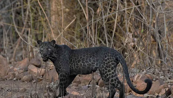 Rare black leopard spotted during the ongoing tiger census in Odisha