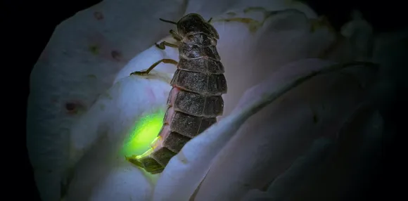 Light pollution is taking the sparkle out of glow-worm mating