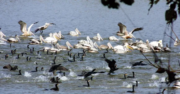 Assam's Kaziranga hosts 5th migratory bird census and conservation festival