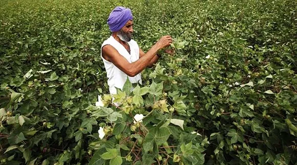 Punjab sees lowest-ever acreage under cotton