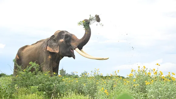Large herbivores can keep invasive plants at bay in India: Study