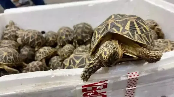 Over 230 tortoises recovered in UP's Mirzapur, two smugglers nabbed