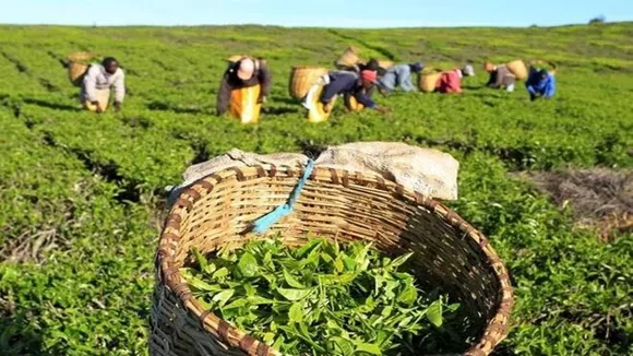 Darjeeling tea industry hit by lower yield, reduced prices