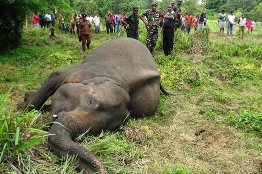 239 elephants killed in Sri Lanka up to mid-July; more than one daily: Report