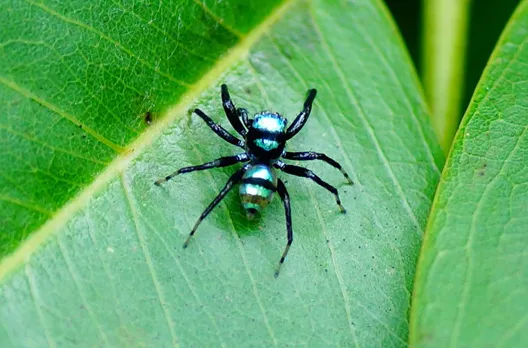 ZSI team discovers 2 new spider species in Karnataka, Tamil Nadu