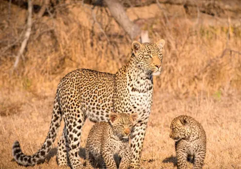 Maharashtra: Female leopard, two cubs die of electrocution, 4 held