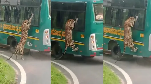 A leopard safari at Bannerghatta National Park near here turned quite adventurous for a group of tourists after a big cat suddenly leaped at the window of their bus