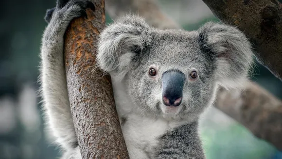 Koalas suffer in the heat – here’s how to help this summer