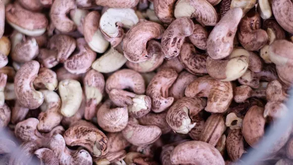 Cashew worth Rs 1.2 cr diverted en route from Karnataka to Gujarat; part recovery in Maharashtra