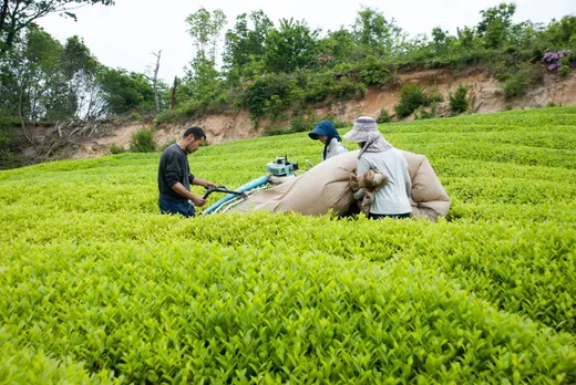 Himachal govt to provide 50% subsidy on tea-plucking machines, equipment