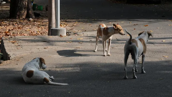 200 times increase in dog bite incidents in Bihar: Economic Survey