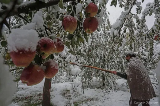 Mid-march snowfall in J-K's Doda leaves fruit growers worried