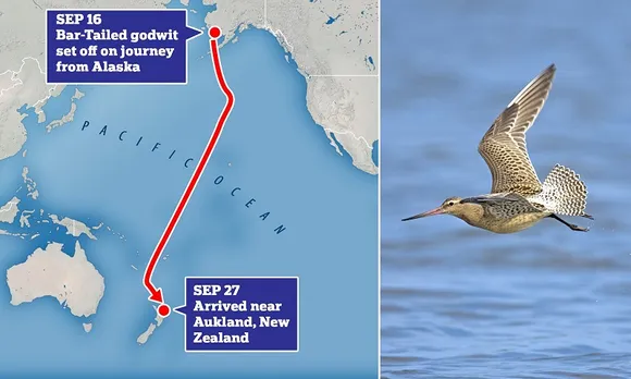 Alaska-Australia bar-tailed godwit bird flight creates record; flies non-stop for 11 days travelling 13,560 kms