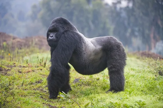 Resilient gorillas reveal clues about overcoming childhood misfortune