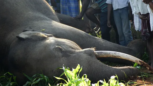 Three elephants electrocuted to death in Assam’s Kamrup