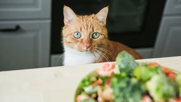 Is it really safe to feed your cat a vegan diet?