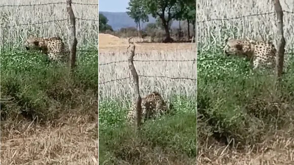 MP: Cheetah strays into field near village along Kuno National Park; efforts on to send it back into wild