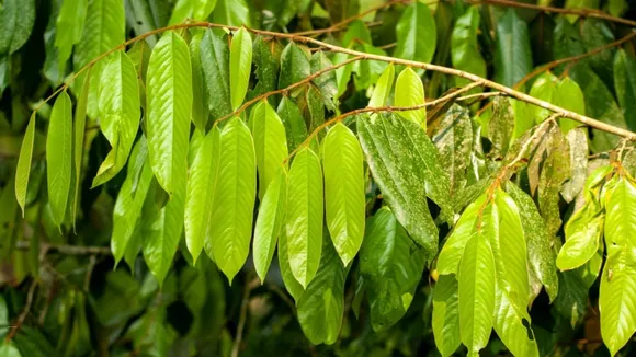 Researchers discover new species of tree in Arunachal Pradesh