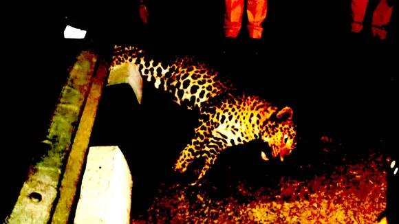 Leopard killed after being hit by vehicle on Delhi-Meerut Expressway