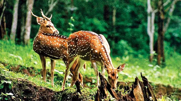Telangana's inability to utilise funds for forest, wildlife conservation impacting its flora, fauna: Centre