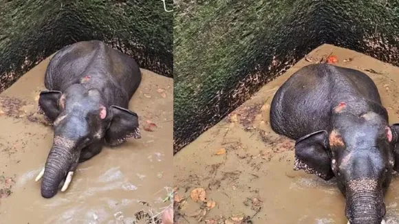 Wild elephant falls into well in Kerala, rescue efforts on