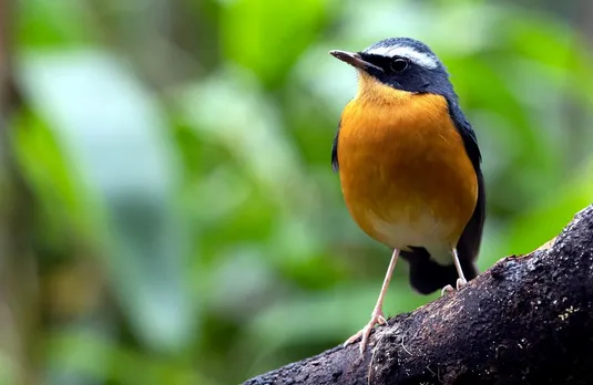 78 species of birds are found only in India: Report