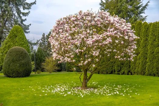 Magnolia tree compound inhibits Covid reproduction: Study