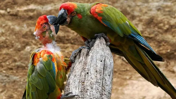 Endangered Parrots