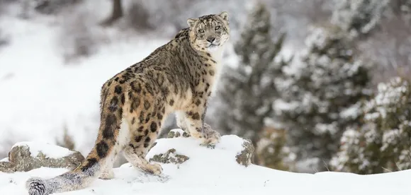 Snow leopard spotted for first time in Uttarakhand's Darma valley