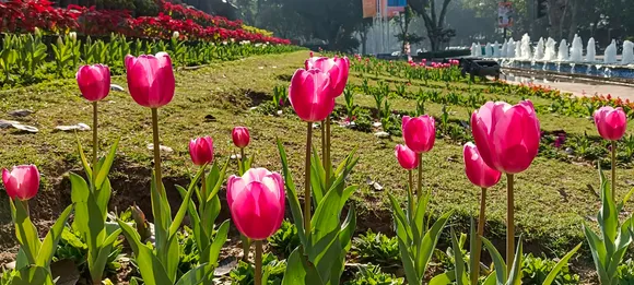 NDMC to hold 'Tulip Festival' on Shanti Path lawns