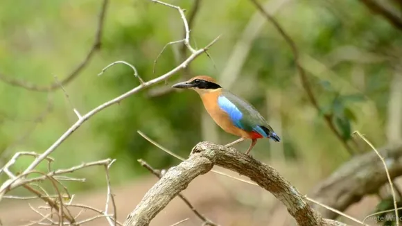 Mangrove pitta bird population rises in Odisha's Bhitarkanika National Park