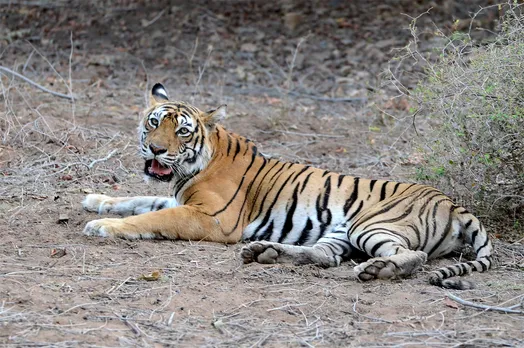 Injured tigress dies in MP's Bandhavgarh reserve