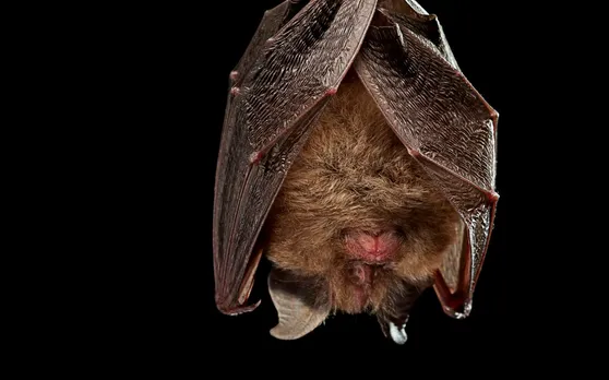 Found coronaviruses in UK bats – so far the danger’s minimal but need to know more