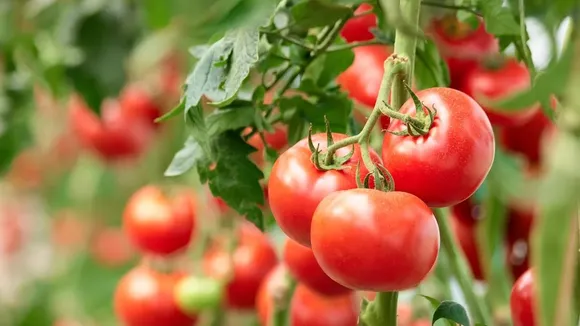 Price rise: Maha woman receives tomatoes as precious gift on birthday