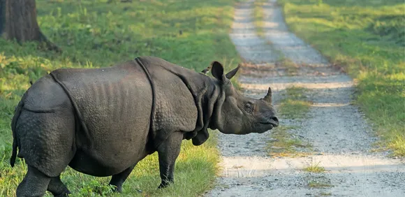 Greater one-horned rhinos thriving in India, Nepal despite poaching threat: Report