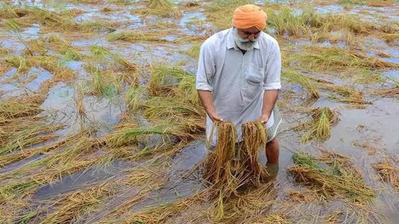 Go for alternative crops if paddy re-transplantation not possible by Aug 1st week in Punjab: Experts
