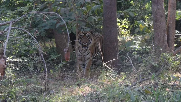 Royal Bengal Tiger spotted in Brahmaputra in Guwahati