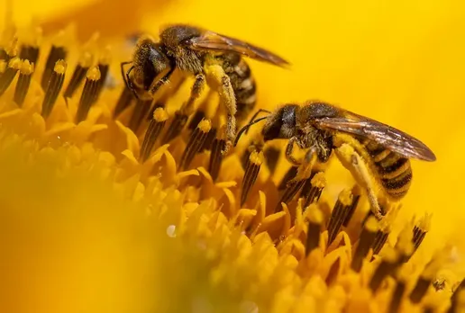 Bees and hoverflies are key to growing more fruit and vegetables in cities