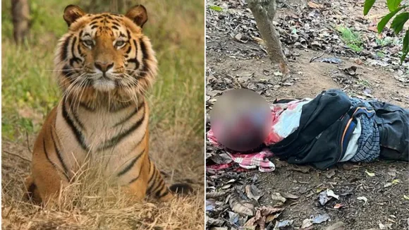 MP: Forest dept intensifies search for tiger that killed villager in Mhow