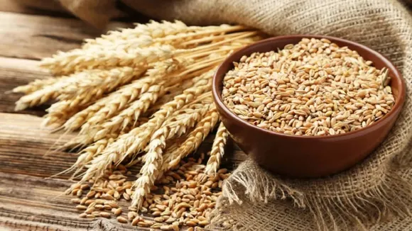 Centre aims 7-fold jump in wheat procurement from UP, Rajasthan, Bihar this year