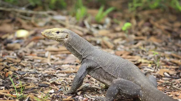 Monitor lizard rescued from residential areas in Thane, released in the wild