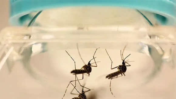 Zika virus: Kerala health department urges people to be vigilant