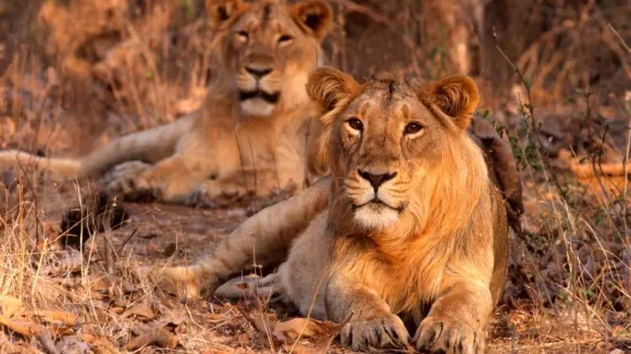 Gujarat govt spent more than Rs 277 cr on lion conservation in two years