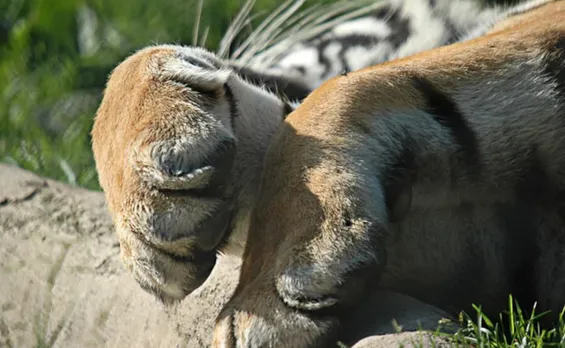 15-year-old tigress dies of cardiac arrest in Patna zoo