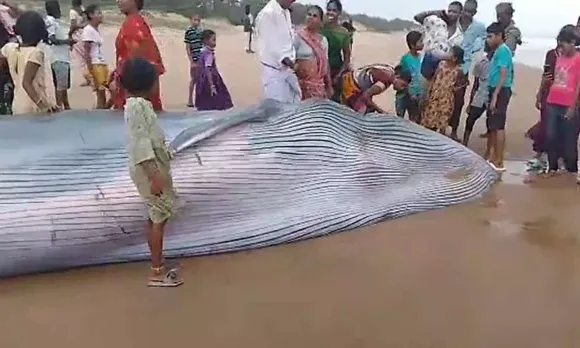 25 feet long whale found washed up, dead at Meghavaram beach in Andhra Pradesh