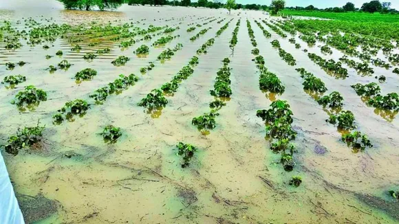 Gujarat govt orders survey to assess crop losses due to unseasonal rains