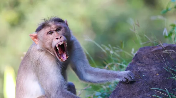 A primate expert explains why monkeys attack people
